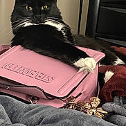 Mila joined the competition — help win amazing prizes! animal, black_cat, blanket, cat, closeup, cozy, curious, cute, domestic_animal, fur, furniture, indoor, paw, pet, pink_handbag, relaxed, resting, soft_texture, whiskers, white_paws