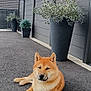 Aïko a rejoint le concours — aidez-le/la à gagner de superbes lots ! animal, asphalt, canine, clouds, daytime, dog, ears, face, fence, fur, gray_fence, landscape, nature, outdoor, paw, pet, potted_plant, relaxed, shiba_inu, sky