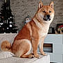 Aïko participe au concours pour gagner de l'argent avec cette photo : animal, christmas, christmas_tree, couch, cozy, cute, decor, dog, festive, fur, furniture, holiday_decor, home, indoor, living_room, pet, santa_figurine, shiba_inu, sitting, wooden_floor