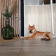 Aïko a rejoint le concours — aidez-le/la à gagner de superbes lots ! animal, cozy, decor, dog, eucalyptus, floor, furniture, home, indoor, lying_down, modern_interior, pampas_grass, pet, plant, relaxed, shiba_inu, vase, wood_paneling, wooden_floor, wooden_slats