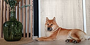 Aïko a rejoint le concours — aidez-le/la à gagner de superbes lots ! animal, cozy, decor, dog, eucalyptus, floor, furniture, home, indoor, lying_down, modern_interior, pampas_grass, pet, plant, relaxed, shiba_inu, vase, wood_paneling, wooden_floor, wooden_slats