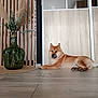 animal, cozy, decor, dog, eucalyptus, floor, furniture, home, indoor, lying_down, modern_interior, pampas_grass, pet, plant, relaxed, shiba_inu, vase, wood_paneling, wooden_floor, wooden_slats