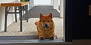 Aïko a rejoint le concours — aidez-le/la à gagner de superbes lots ! animal, architecture, bench, calm, cute, daytime, dog, domestic_animal, doorway, floor, fur, house, outdoor, pet, plant, porch, quiet, shiba_inu, tile, waiting