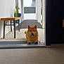 animal, architecture, bench, calm, cute, daytime, dog, domestic_animal, doorway, floor, fur, house, outdoor, pet, plant, porch, quiet, shiba_inu, tile, waiting