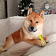 Aïko a rejoint le concours — aidez-le/la à gagner de superbes lots ! brown_fur, christmas_tree, couch, cozy, decorations, dog, domestic_animal, furniture, holiday, holiday_decor, home, indoor, living_room, pet, pillows, relaxed, santa_figurine, shiba_inu, stone_wall, toy