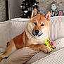 brown_fur, christmas_tree, couch, cozy, decorations, dog, domestic_animal, furniture, holiday, holiday_decor, home, indoor, living_room, pet, pillows, relaxed, santa_figurine, shiba_inu, stone_wall, toy