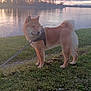 Aïko a rejoint le concours — aidez-le/la à gagner de superbes lots ! animal, canine, cloudy_sky, dog, dusk, fur, grass, leash, nature, outdoor, pet, reflection, river, scenic, shiba_inu, sunset, tail, trees, walking, water