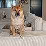 Aïko participe au concours pour gagner de l'argent avec cette photo : canine, couch, decor, dog, door, ears, floor, fur, furniture, houseplant, indoor, light, living_room, magazine, mammal, modern, pet, shiba_inu, sitting, window