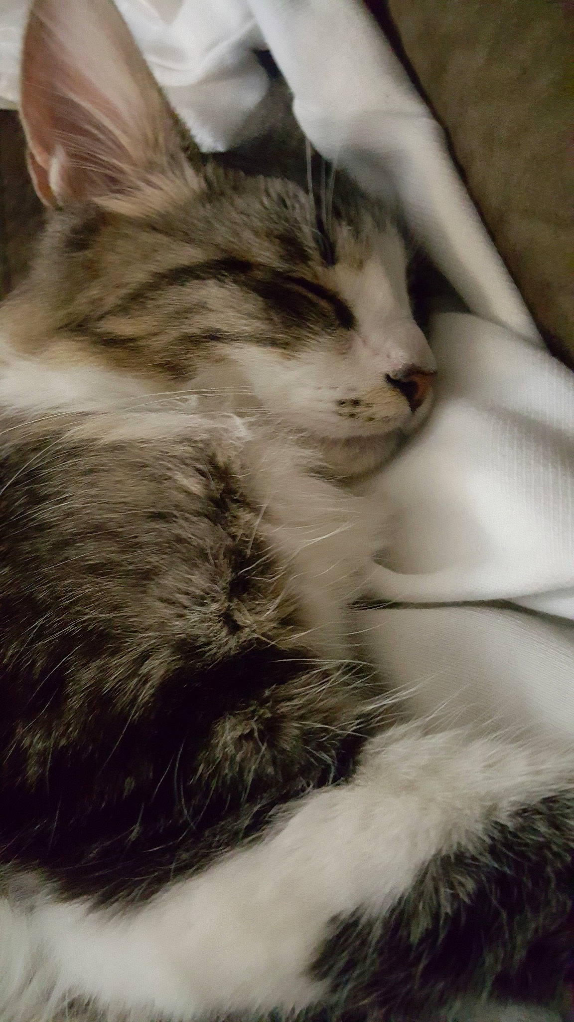 Barnaby is registered to the contest to win money with this photo: aegean_cat, american_wirehair, black_and_white, carnivore, cat, domestic_long_haired_cat, domestic_short_haired_cat, european_shorthair, felidae, fur, kitten, maine_coon, mammal, norwegian_forest_cat, small_to_medium_sized_cats, snout, whiskers