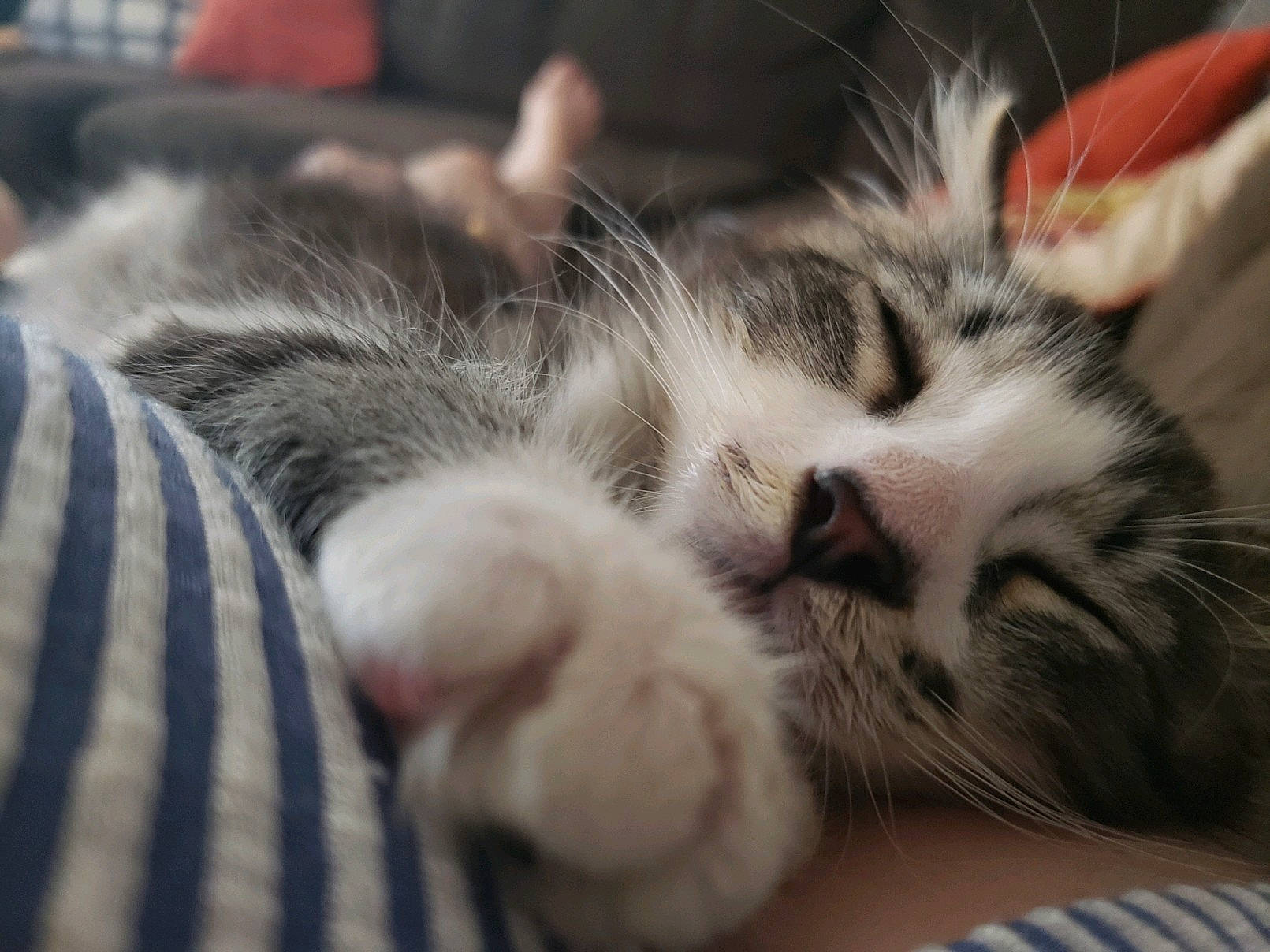 Barnaby joined the competition — help win amazing prizes! american_curl, american_shorthair, asian, carnivore, cat, claw, ear, european_shorthair, felidae, fur, kitten, nap, nose, paw, polydactyl_cat, sleep, small_to_medium_sized_cats, snout, tabby_cat, whiskers