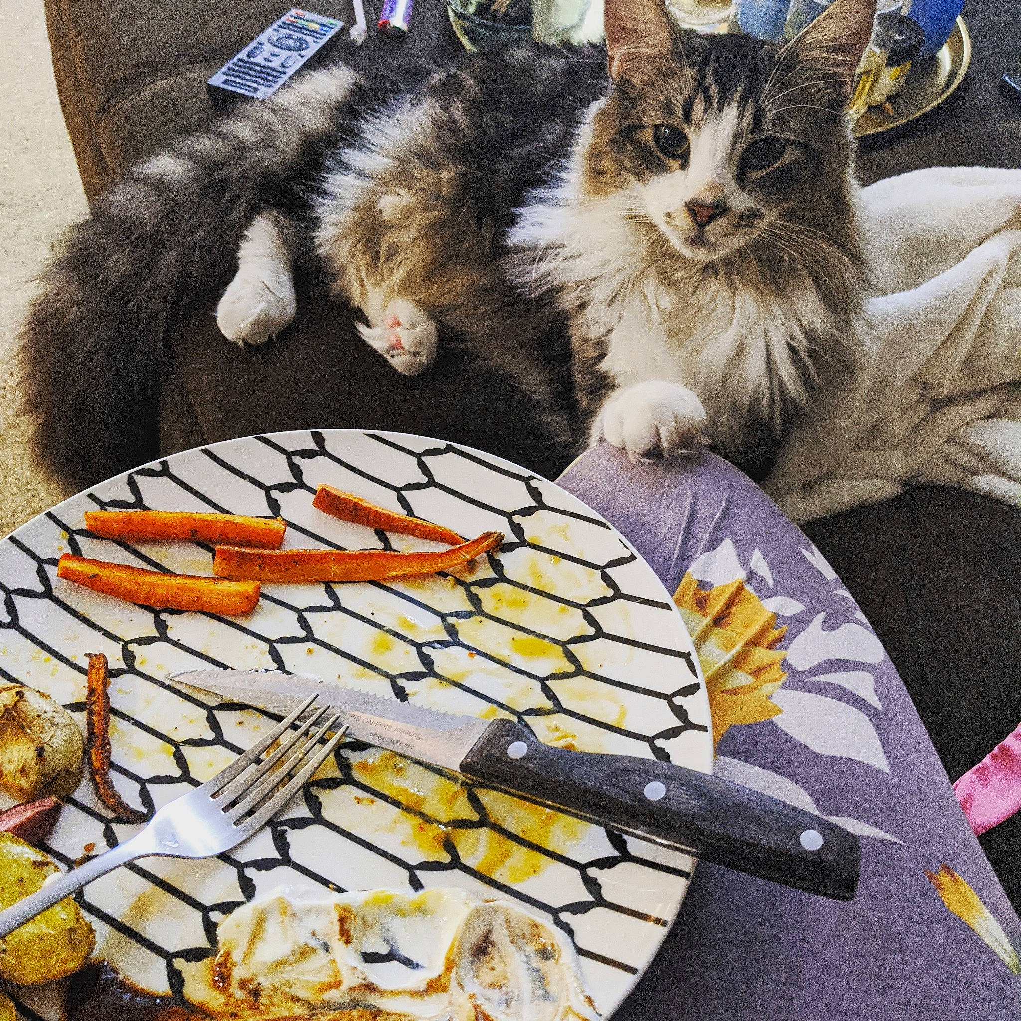 Barnaby is registered to the contest to win money with this photo: aegean_cat, carnivore, cat, cuisine, dish, domestic_long_haired_cat, domestic_short_haired_cat, european_shorthair, felidae, food, fur, kitten, maine_coon, norwegian_forest_cat, paw, polydactyl_cat, small_to_medium_sized_cats, tabby_cat, whiskers