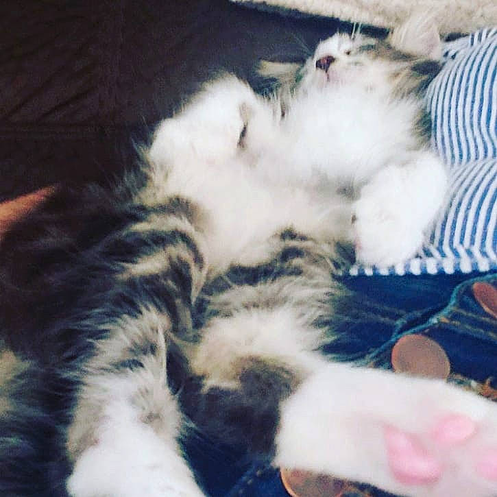 Barnaby is registered to the contest to win money with this photo: american_curl, carnivore, cat, domestic_long_haired_cat, ear, felidae, fur, kitten, mammal, norwegian_forest_cat, paw, polydactyl_cat, sky, small_to_medium_sized_cats, tail, whiskers