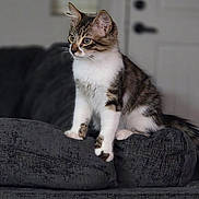 Dallas is registered to the contest to win money with this photo: cat, kitten, tabby, white_paws, white_chest, couch, indoor, furniture, pet, animal, curious, sitting, looking_away, domestic_cat, young_cat, cozy, home, texture, soft_furniture, ears_up