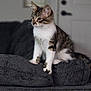 cat, kitten, tabby, white_paws, white_chest, couch, indoor, furniture, pet, animal, curious, sitting, looking_away, domestic_cat, young_cat, cozy, home, texture, soft_furniture, ears_up