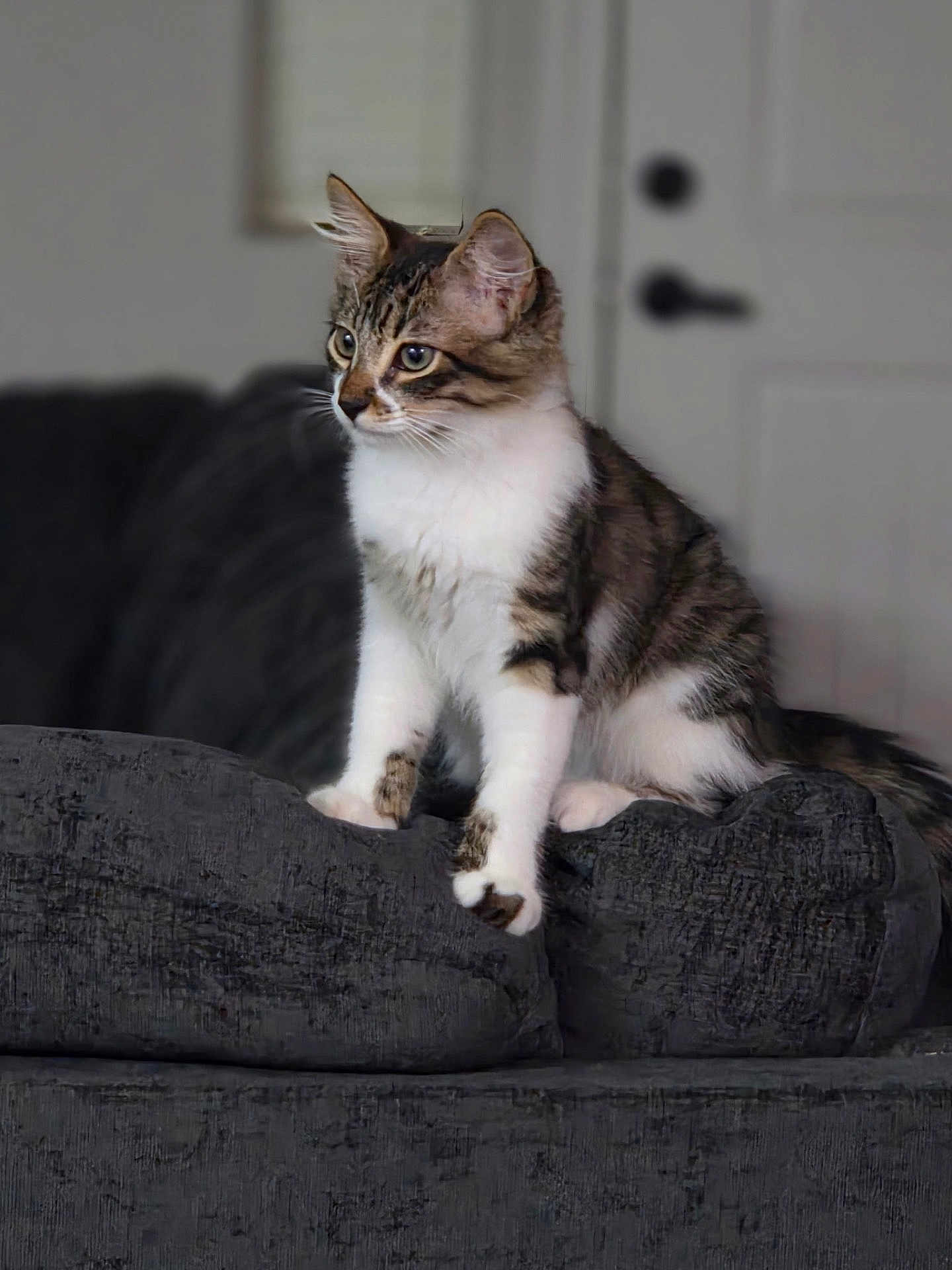 Dallas is registered to the contest to win money with this photo: cat, kitten, tabby, white_paws, white_chest, couch, indoor, furniture, pet, animal, curious, sitting, looking_away, domestic_cat, young_cat, cozy, home, texture, soft_furniture, ears_up