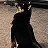 Ripp joined the competition — help win amazing prizes! animal, black_and_tan, carpet, couch, cozy, decorative_balls, dog, ears, feline, fireplace, floor, glass_jug, home, indoor, looking_up, orange_cat, pet, shadow, sitting, tail