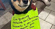 Ripp joined the competition — help win amazing prizes! black, brown, chair, christmas, cute, dog, floor, handwriting, holiday, indoor, leash, pants, person, pet, shiba_inu, sign, socks, tan, tile_floor, treats