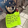 black, brown, chair, christmas, cute, dog, floor, handwriting, holiday, indoor, leash, pants, person, pet, shiba_inu, sign, socks, tan, tile_floor, treats