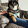 animal, black_and_tan, collar, comfort, companion, couch, dog, fur, hand, home, indoor, jeans, leather, paw, person, pet, relaxed, resting, shiba_inu, sitting