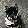 Ripp joined the competition — help win amazing prizes! adorable, animal, bandana, black_and_tan, canine, concrete_floor, cute, dog, domestic_animal, ears_up, fur, indoor, looking_up, pet, playful, portrait, puppy, sitting, small_dog, young_dog