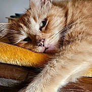 Tigrou participe au concours pour gagner de l'argent avec cette photo : cat, ginger_cat, sleepy, close_up, paw, fur, indoor, wooden_surface, blanket, plant, relaxed, pet, animal, whiskers, face, home, cozy, resting, feline, domestic_cat