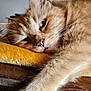 cat, ginger_cat, sleepy, close_up, paw, fur, indoor, wooden_surface, blanket, plant, relaxed, pet, animal, whiskers, face, home, cozy, resting, feline, domestic_cat