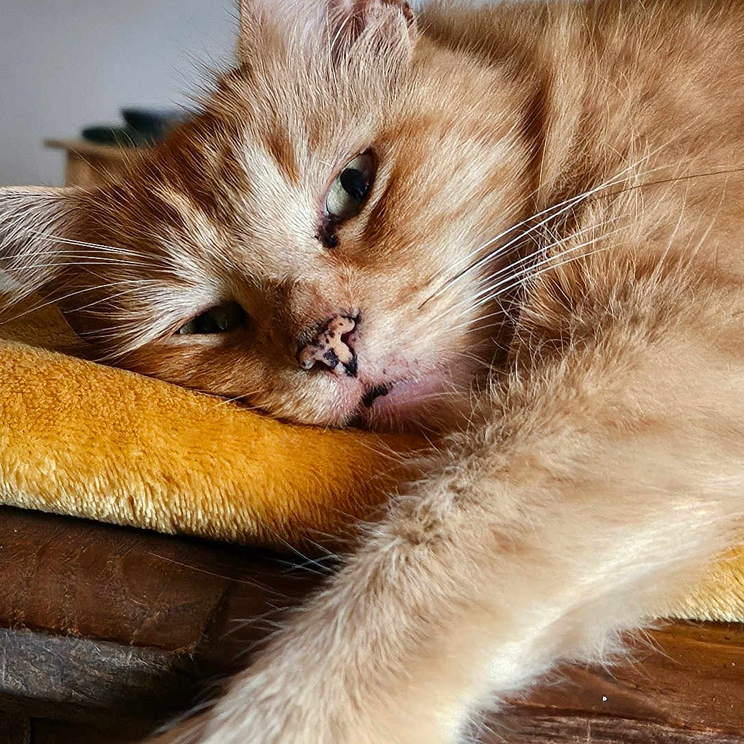 Tigrou participe au concours pour gagner de l'argent avec cette photo : animal, blanket, cat, close_up, cozy, domestic_cat, face, feline, fur, ginger_cat, home, indoor, paw, pet, plant, relaxed, resting, sleepy, whiskers, wooden_surface