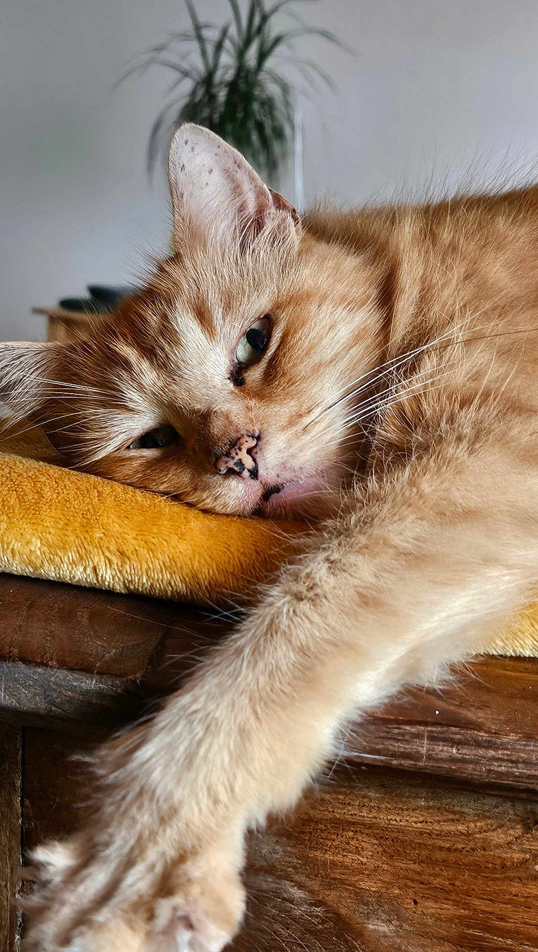Tigrou participe au concours pour gagner de l'argent avec cette photo : cat, ginger_cat, sleepy, close_up, paw, fur, indoor, wooden_surface, blanket, plant, relaxed, pet, animal, whiskers, face, home, cozy, resting, feline, domestic_cat