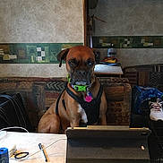 Angel Mae joined the competition — help win amazing prizes!