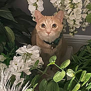 Turbo is registered to the contest to win money with this photo: bell, big_eyes, cat, close_up, collar, curious, cute, feline, flowers, foliage, greenery, indoor, leaves, orange_cat, pet, plants, portrait, sitting, whiskers, white_flowers