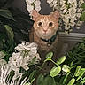 bell, big_eyes, cat, close_up, collar, curious, cute, feline, flowers, foliage, greenery, indoor, leaves, orange_cat, pet, plants, portrait, sitting, whiskers, white_flowers