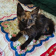 Daisy joined the competition — help win amazing prizes! animal, bedspread, cat, curious, cute, ears, feline, flower_pattern, fluffy, fur, indoors, kitten, paws, pet, quilt, resting, small, tortoiseshell, whiskers, young