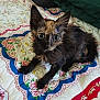animal, bedspread, cat, curious, cute, ears, feline, flower_pattern, fluffy, fur, indoors, kitten, paws, pet, quilt, resting, small, tortoiseshell, whiskers, young