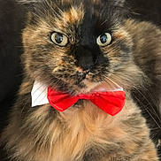Cannelle participe au concours pour gagner de l'argent avec cette photo : cat, tortoiseshell, bow_tie, fluffy, close_up, pet, animal, cute, feline, portrait, indoor, soft_fur, whiskers, alert, domestic_cat, adorable, wearing, red, fashion, eyes