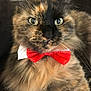 cat, tortoiseshell, bow_tie, fluffy, close_up, pet, animal, cute, feline, portrait, indoor, soft_fur, whiskers, alert, domestic_cat, adorable, wearing, red, fashion, eyes