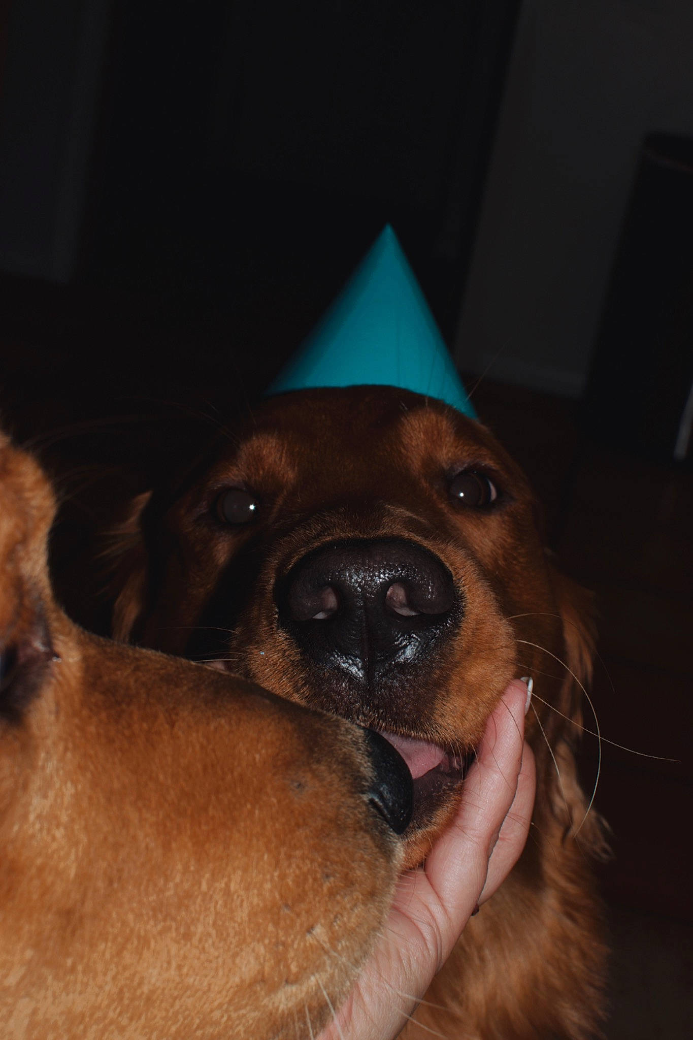 Roux is registered to the contest to win money with this photo: canidae, carnivore, companion_dog, dog, dog_breed, ear, fawn, fur, guard_dog, hat, liver, non_sporting_group, paw, snout, sporting_group, whiskers, working_animal, wrinkle