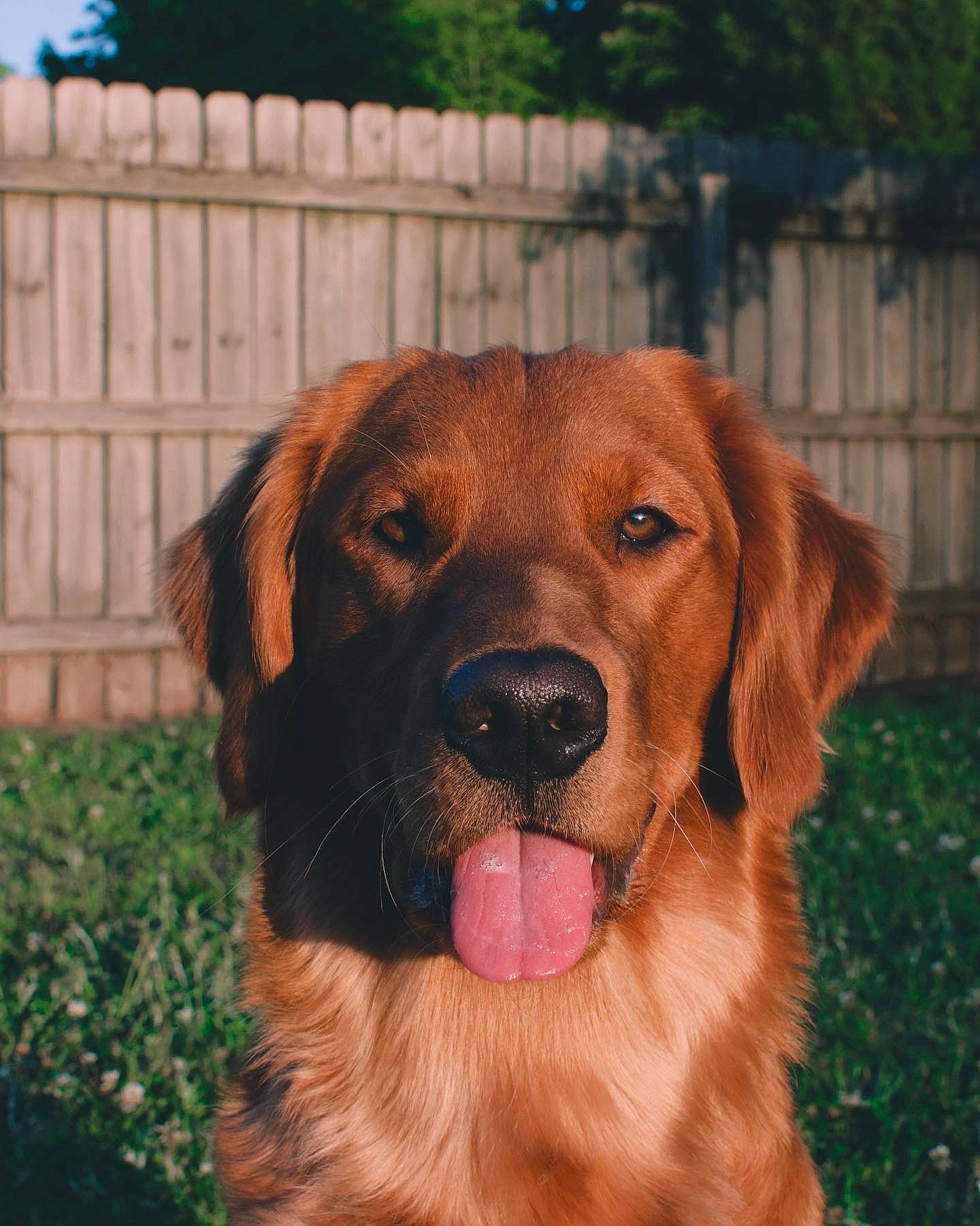 Roux is registered to the contest to win money with this photo: canidae, carnivore, companion_dog, dog, dog_breed, fawn, fence, grass, gun_dog, home_fencing, hunting_dog, liver, plant, snout, sporting_group, tree, working_animal, working_dog