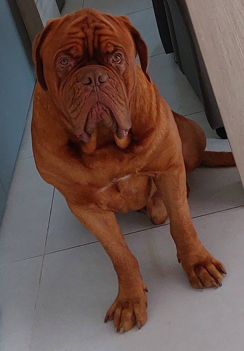 Pirate a rejoint le concours — aidez-le/la à gagner de superbes lots ! art, bulldog, canidae, carnivore, carving, companion_dog, dog, dog_breed, fawn, flooring, illustration, liver, ori_pei, shar_pei, snout, sporting_group, window, wood, working_animal, wrinkle