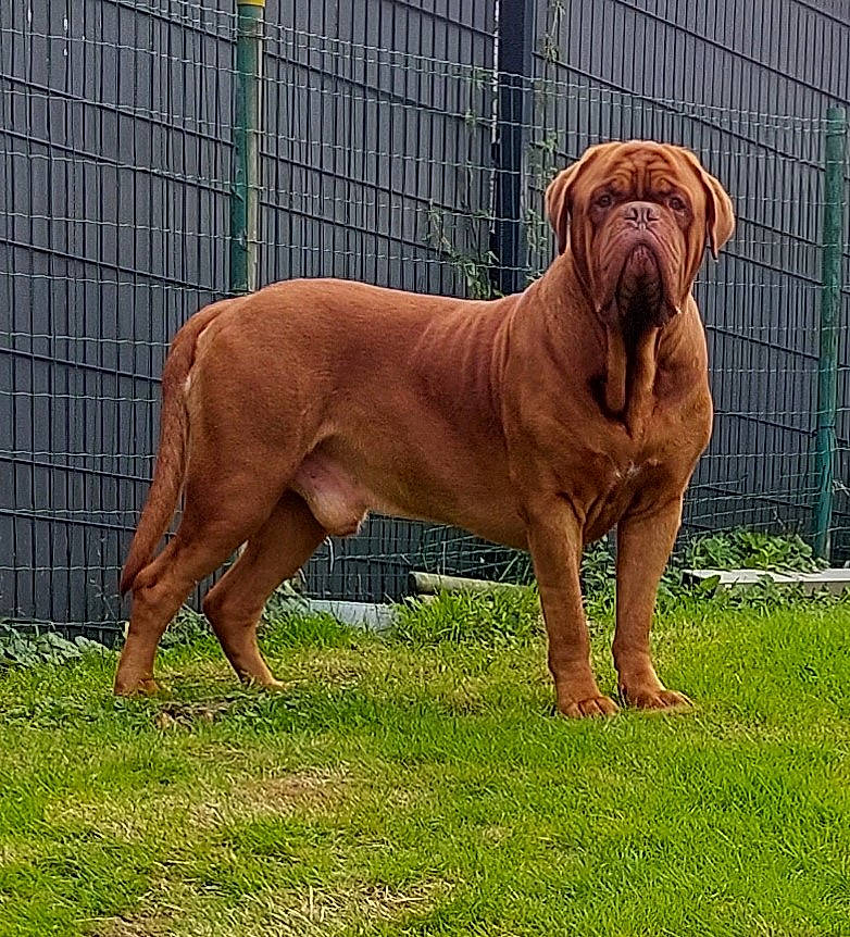 Pirate a rejoint le concours — aidez-le/la à gagner de superbes lots ! canidae, carnivore, companion_dog, dog, dog_breed, dog_collar, dog_supply, fawn, fence, grass, liver, ori_pei, pet_supply, shar_pei, snout, sporting_group, tail, terrestrial_animal, working_animal, wrinkle