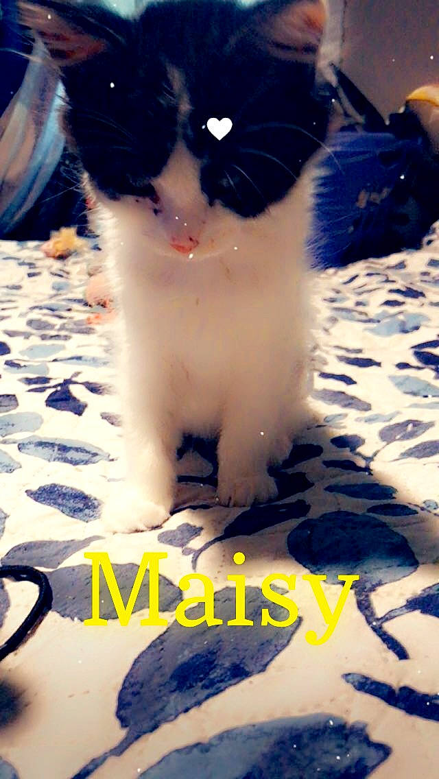 Maisy