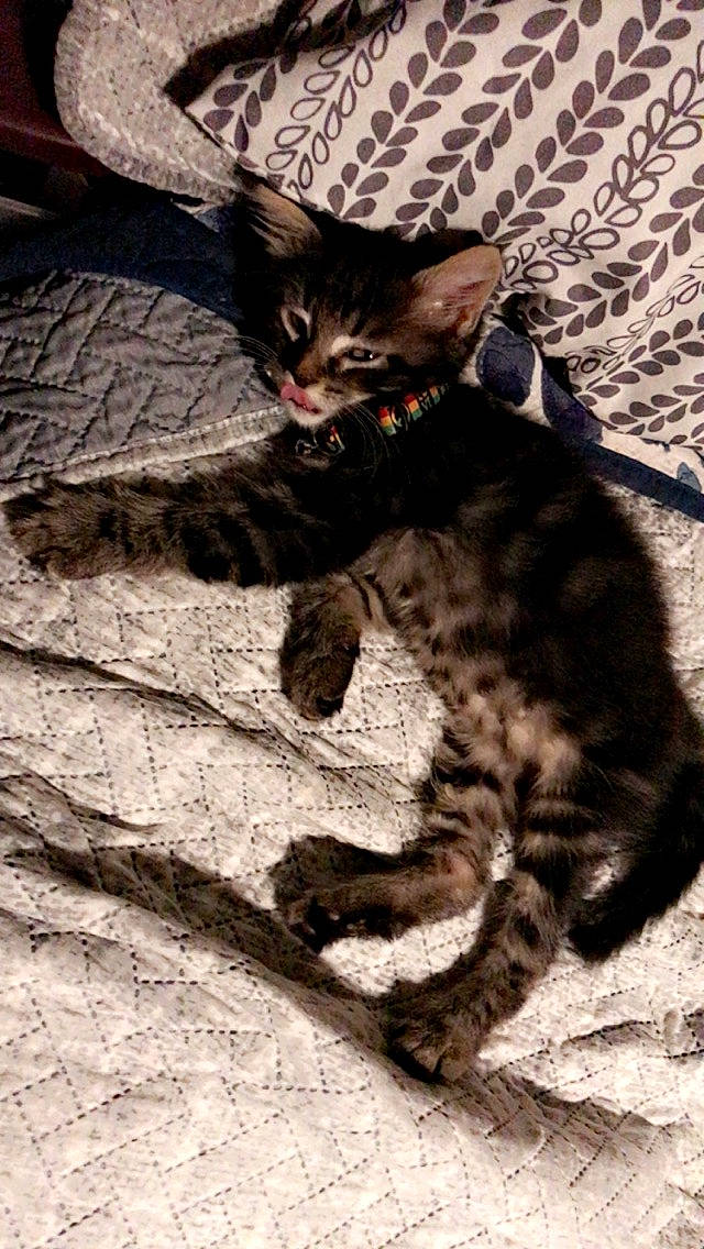 Mungo is registered to the contest to win money with this photo: carnivore, cat, claw, domestic_short_haired_cat, felidae, foot, fur, paw, sand, shadow, sitting, small_to_medium_sized_cats, tail, terrestrial_animal, tree, whiskers, wildlife, wood