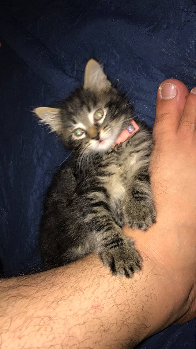 Mungo joined the competition — help win amazing prizes! carnivore, cat, claw, comfort, darkness, domestic_short_haired_cat, felidae, foot, fur, human_leg, lap, nail, paw, small_to_medium_sized_cats, snout, tail, terrestrial_animal, toe, whiskers, wood