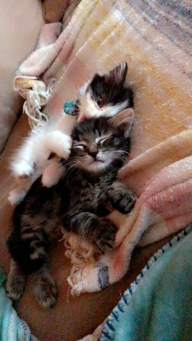 Mungo is registered to the contest to win money with this photo: carnivore, cat, cat_supply, claw, comfort, domestic_short_haired_cat, fawn, felidae, fur, nail, pattern, paw, small_to_medium_sized_cats, tail, terrestrial_animal, whiskers