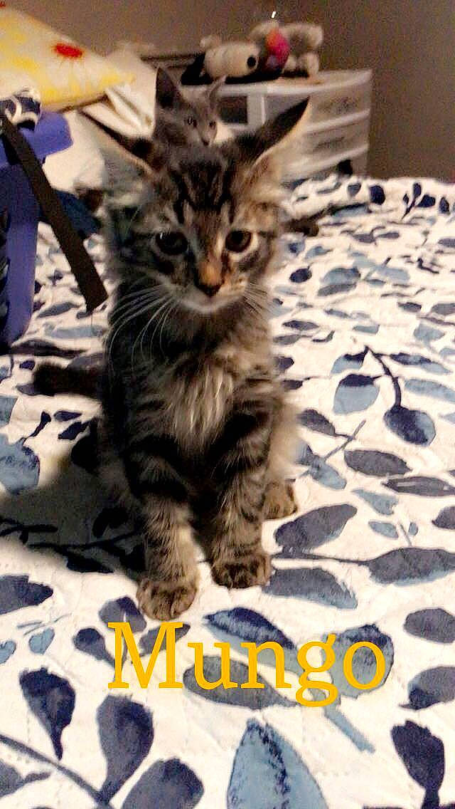 Mungo is registered to the contest to win money with this photo: carnivore, cat, claw, comfort, domestic_short_haired_cat, fawn, felidae, flooring, fur, linens, paw, photo_caption, sitting, small_to_medium_sized_cats, snout, tail, terrestrial_animal, whiskers, wood