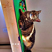 Little Red is registered to the contest to win money with this photo: animal, billiard_balls, cat, cozy, cute, furniture, green_felt, indoor, pet, playing, pool_table, relaxing, resting, shadows, small_table, striped, sunlight, tabby_cat, wall, wood