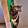 animal, billiard_balls, cat, cozy, cute, furniture, green_felt, indoor, pet, playing, pool_table, relaxing, resting, shadows, small_table, striped, sunlight, tabby_cat, wall, wood