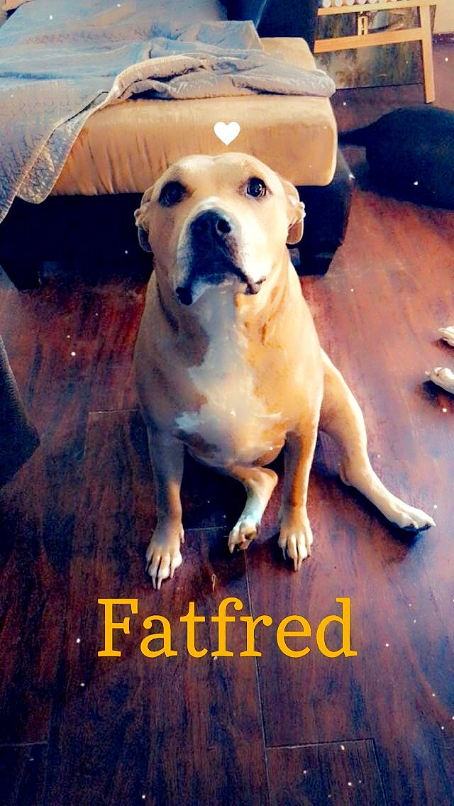 Alfred joined the competition — help win amazing prizes! carnivore, companion_dog, dog, dog_breed, dog_collar, fawn, flooring, font, guard_dog, happy, internet_meme, light, metal, molosser, morning, paw, photo_caption, puppy_love, sky, whiskers