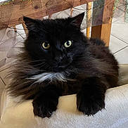 Roberto participe au concours pour gagner de l'argent avec cette photo : cat, black_cat, fluffy, long_hair, feline, pet, animal, green_eyes, yellow_eyes, whiskers, paws, fur, sitting, lounging, indoors, cushion, curtain, tile_floor, portrait, close_up