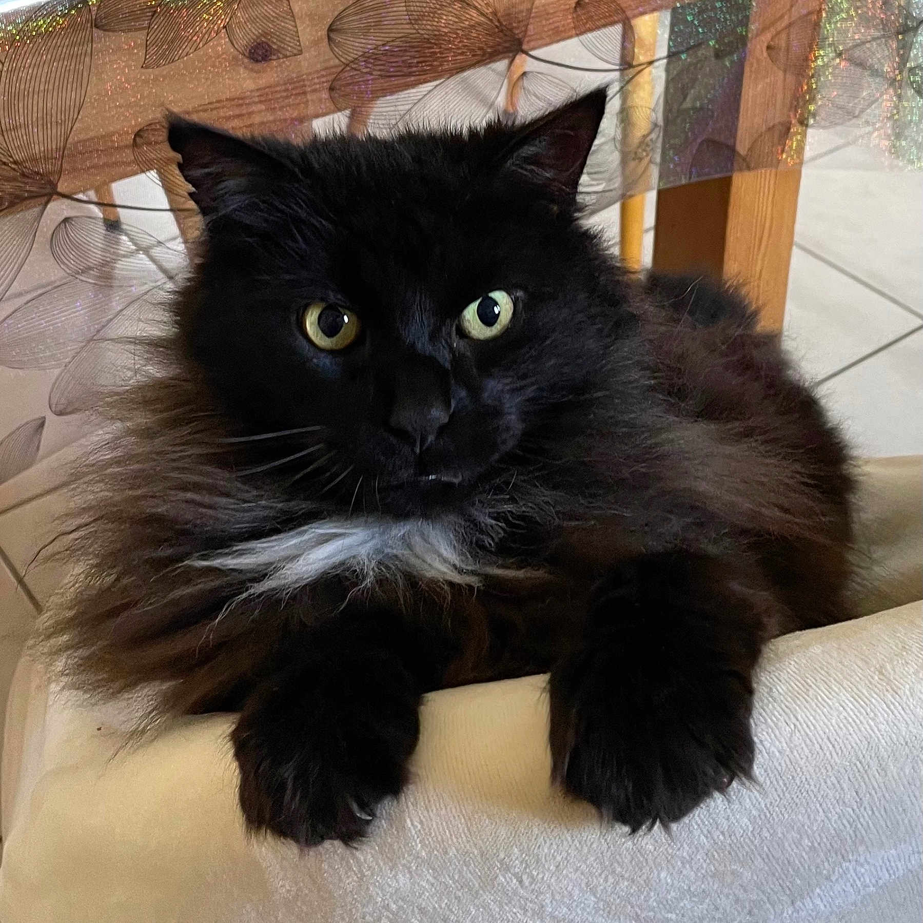 Roberto participe au concours pour gagner de l'argent avec cette photo : cat, black_cat, fluffy, long_hair, feline, pet, animal, green_eyes, yellow_eyes, whiskers, paws, fur, sitting, lounging, indoors, cushion, curtain, tile_floor, portrait, close_up