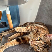 Perle a rejoint le concours — aidez-le/la à gagner de superbes lots ! cat, tabby_cat, indoor, chair, furniture, relaxed, stretching, whiskers, paws, eyes, curious, gray, brown, striped, pet, domestic_cat, close_up, laying, cozy, household